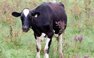 Un vache atteinte de la maladie ESB