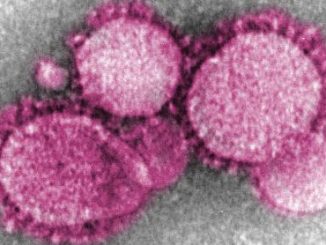 coronavirus vu par microscope
