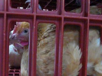 Une poule pondeuse enfermée dans un abattoir