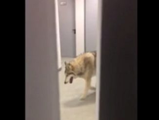 Le loup dans un hôtel de Sotchi était un canular