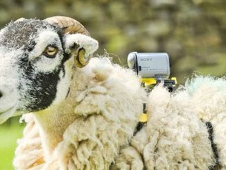 sony Les caméras embarquées par Sony sur des moutonsmouton