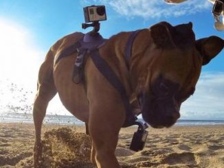 Fetch, le harnais pour accrocher votre caméra GoPro Hero sur votre chien