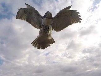 Un drone attaqué en plein vol par un faucon