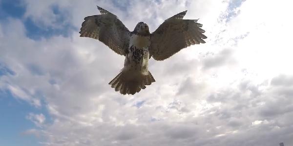 Un drone attaqué en plein vol par un faucon