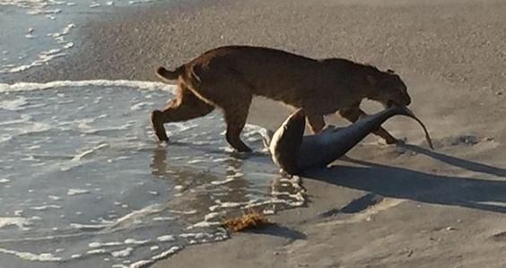 lynx requin