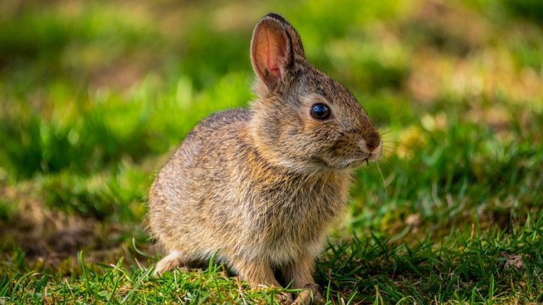 choisir taille cage lapin