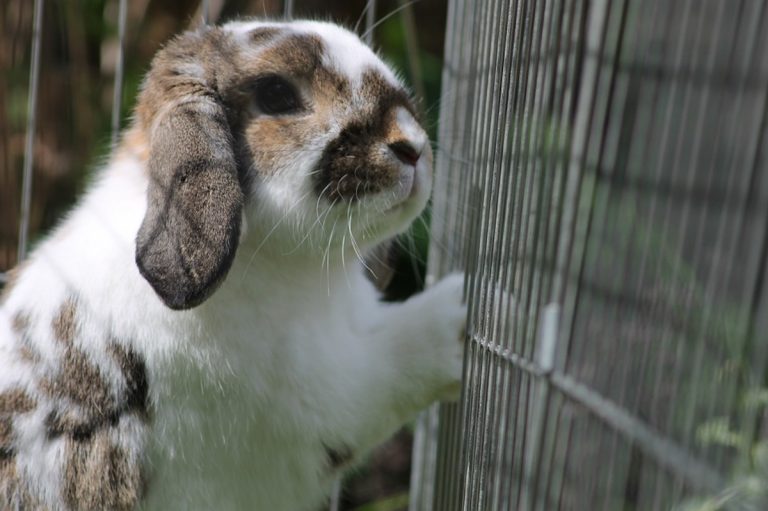 comment fabriquer cage lapin