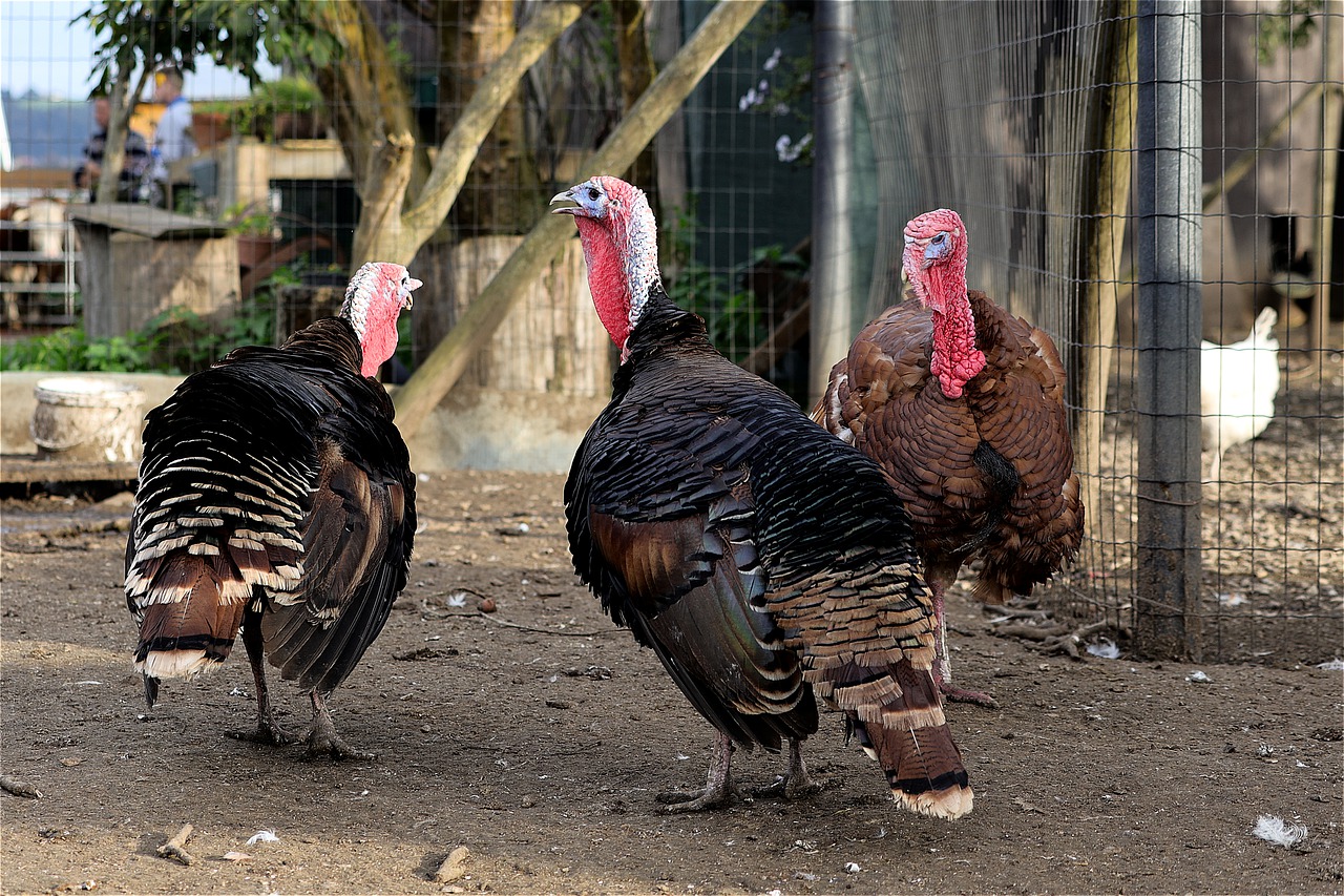 Grippe aviaire H5N8 : la France de risque « modéré » à « élevé »
