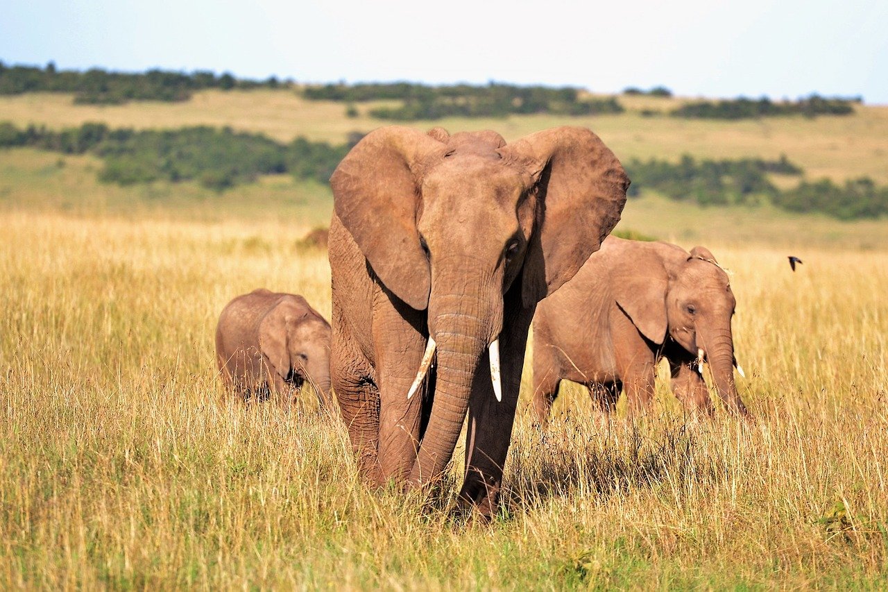 Un éléphant a tué un braconnier en fuyant les rangers du parc national Kruger