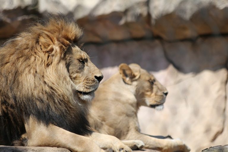 Afrique du Sud : interdiction de l'élevage de lions