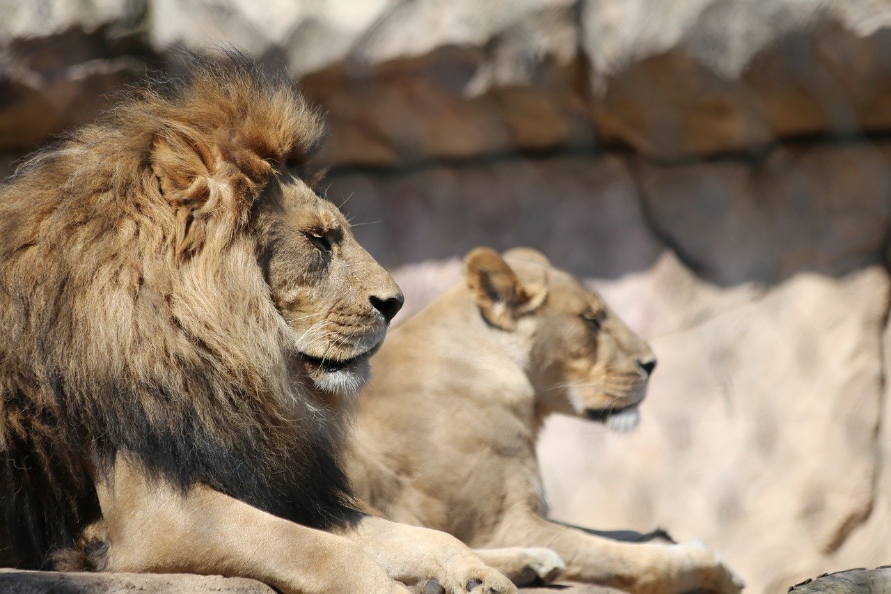 Afrique du Sud : interdiction de l'élevage de lions