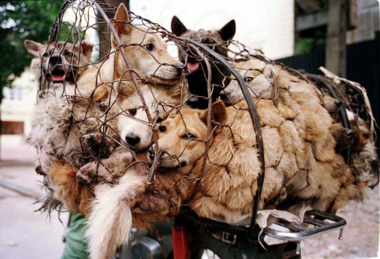 Le festival de Yulin 2021 en Chine : ce qu'il est et la dénonciation des défenseurs des animaux