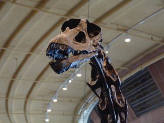 Variété de sauropode
