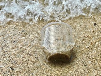 Deux ONG lancent une expédition en mer pour alerter sur la pollution des billes de plastique