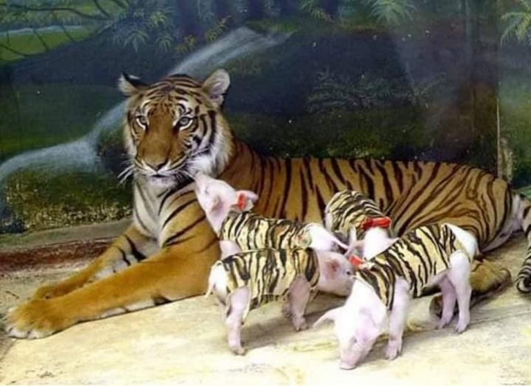 Après avoir perdu des petits, une tigresse adopte des porcelets