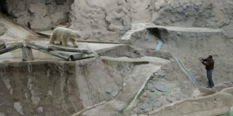 Arturo l'ours polaire : l'animal le plus triste du monde