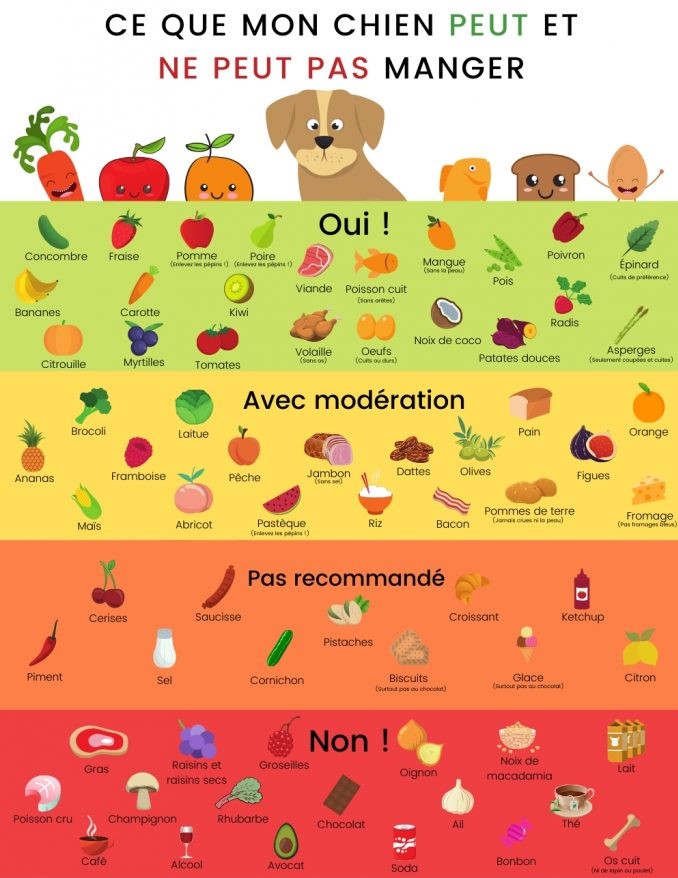 infographie aliments autorises interdits toxiques chien dogsplanet 1 683x1024 2