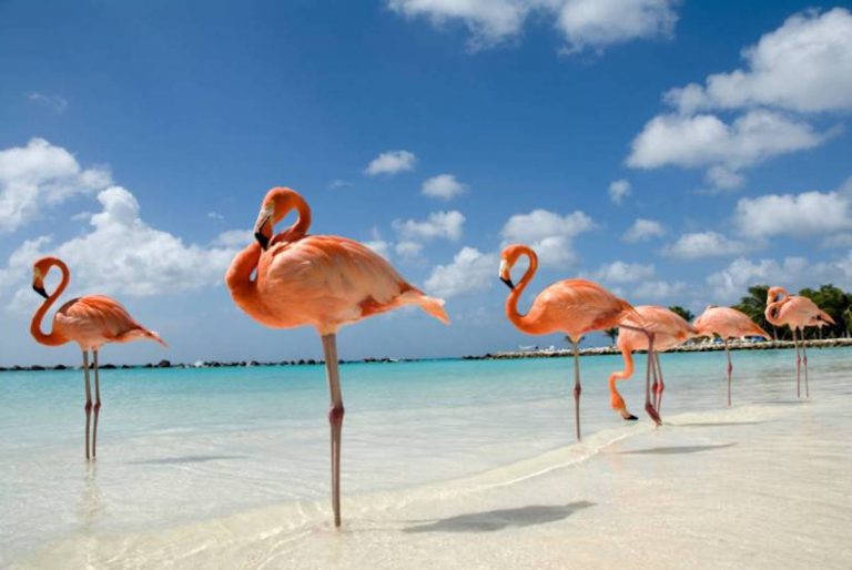 Flamingo beach