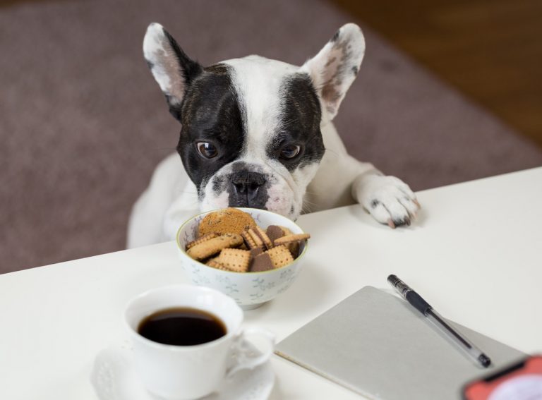 Que doit et ne doit pas manger un chien ?