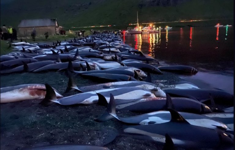 1 500 dauphins ont été tués dans les îles Féroé - un massacre qui dure depuis un certain temps. Des centaines de dauphins ont été abattus dans le cadre de la chasse aux cétacés.