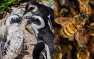 Des abeilles attaquent une colonie de manchots menacés en Afrique du Sud : 63 morts