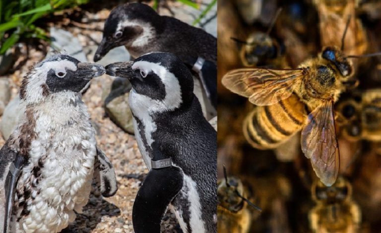 Des abeilles attaquent une colonie de manchots menacés en Afrique du Sud : 63 morts