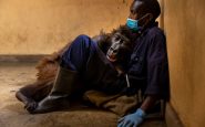Congo, adieu à Ndakasi : le gorille est mort dans les bras d'un ranger