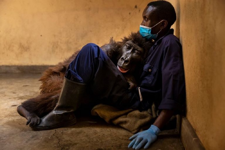 Congo, adieu à Ndakasi : le gorille est mort dans les bras d'un ranger