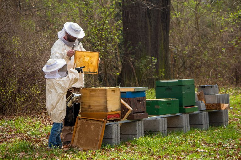Récolte de miel: Apiculteurs évoquent la baisse de production