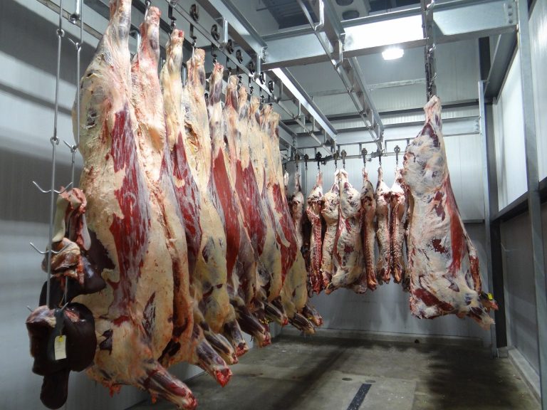 Un abattoir Bigard origine de la maltraitance bovine