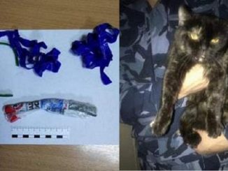 Un chat trafiquant de drogue arrêté en Russie : il transportait de la marijuana cachée dans son collier