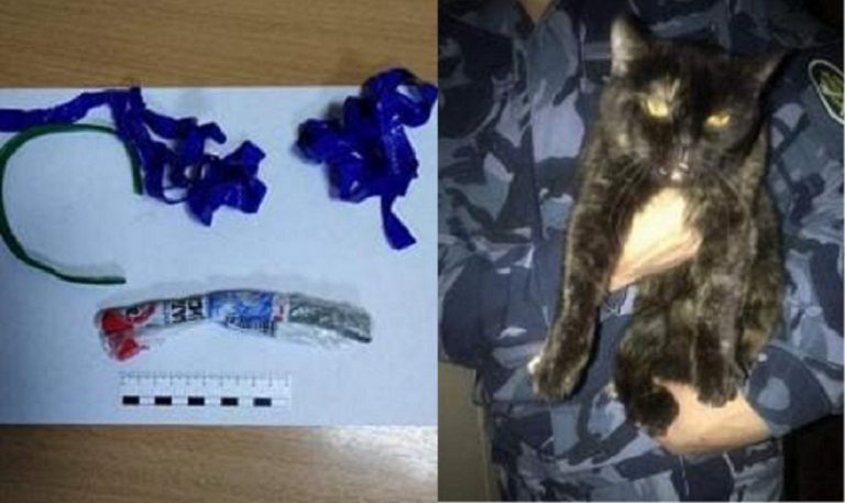 Un chat trafiquant de drogue arrêté en Russie : il transportait de la marijuana cachée dans son collier