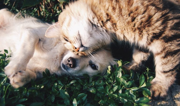 À quand la fin des arnaques d'adoption des animaux ?