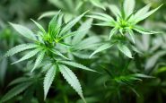 Cannabis médical: l'expérimentation a démarré en mars 2021