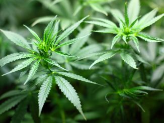 Cannabis médical: l'expérimentation a démarré en mars 2021