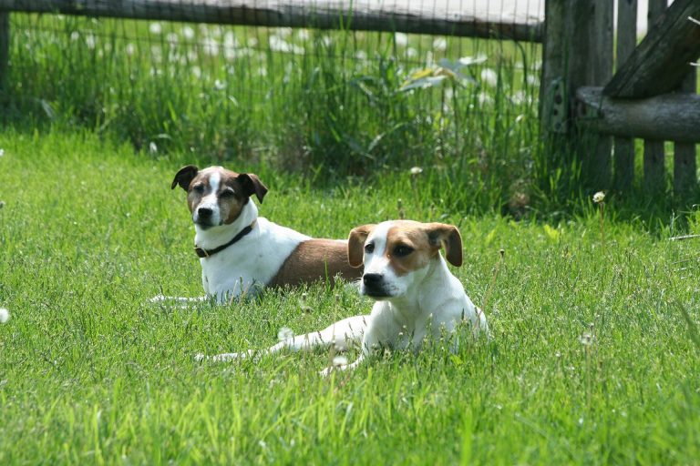 Shadow et Lupa se rencontrent tous les jours