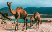 Arabie Saoudite : des chameaux botoxés disqualifiés du concours de beauté