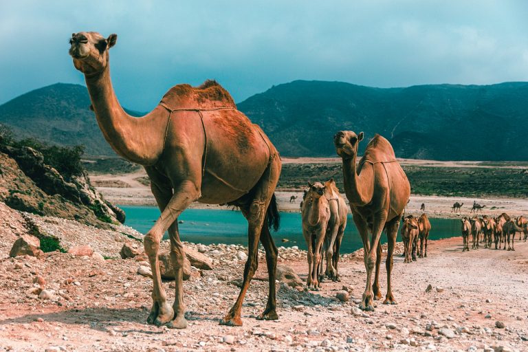 Arabie Saoudite : des chameaux botoxés disqualifiés du concours de beauté