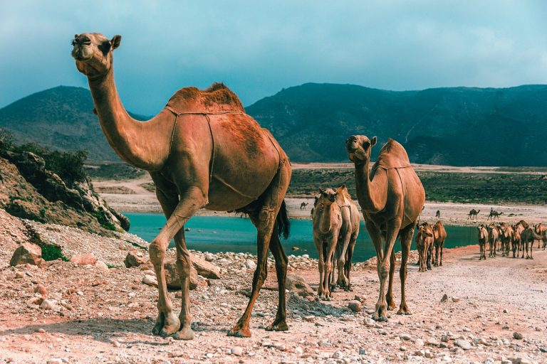 Concours de beauté en Arabie Saoudite: des chameaux botoxés exclus de la compétition