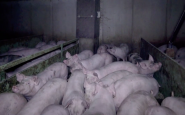 L214 accuse un fournisseur d'Herta pour maltraitance animale de porcs