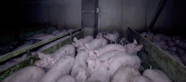 L214 accuse un fournisseur d'Herta pour maltraitance animale de porcs