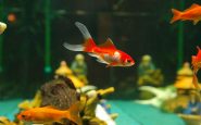 Les poissons rouges sont capable de conduire un véhicule sur Terre