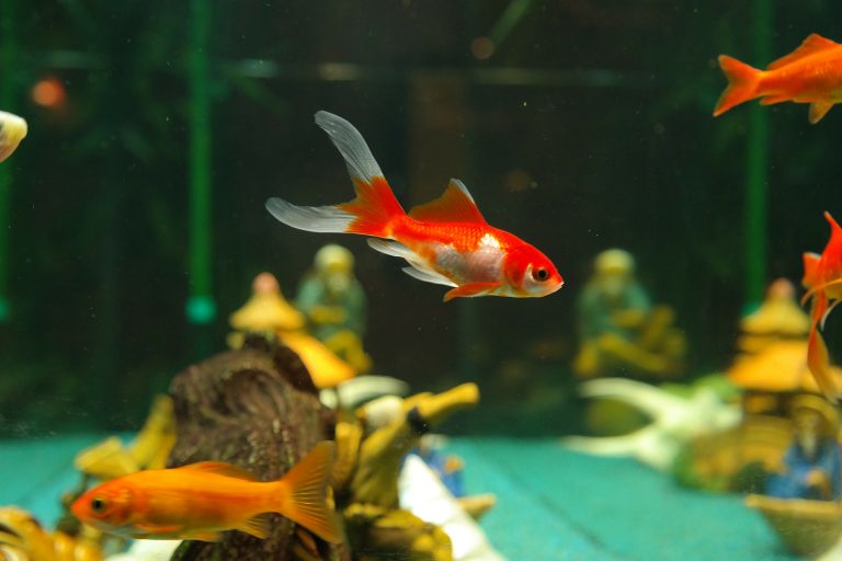 Les poissons rouges sont capable de conduire un véhicule sur Terre