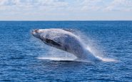 La chasse à la baleine en Islande prendra fin