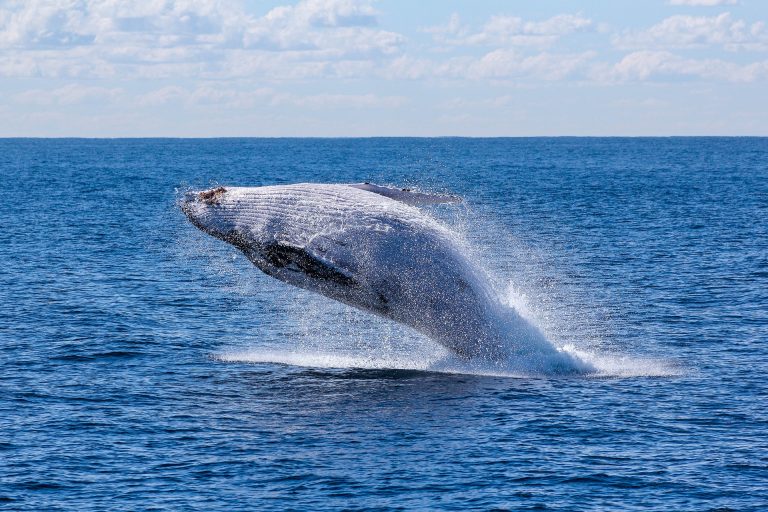 La chasse à la baleine en Islande prendra fin