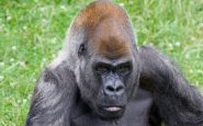 Ozzie, le plus vieux gorille vivant du monde, est décédé