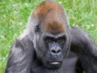 Ozzie, le plus vieux gorille vivant du monde, est décédé
