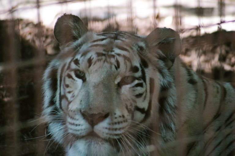 Tigre du Fort Boyard